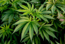 Cannabis-Plantage im Landkreis Holzminden entdeckt: Fünf Tatverdächtige im Fokus