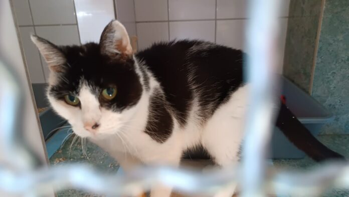 Sandy