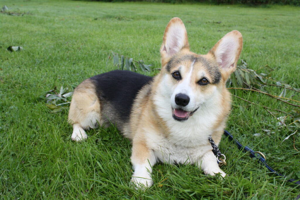 Cheapest Verspielter Corgi Rüde abzugeben