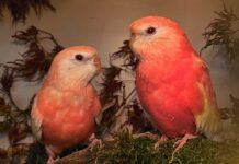 Bunte Vogelwelt zum 50. Jubiläum: Internationale Vogelausstellung der Vogelfreunde Detmold