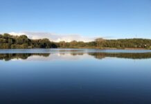 Mehr Licht für alte Eichen: Pflegemaßnahmen am Norderteich