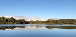 Mehr Licht für alte Eichen: Pflegemaßnahmen am Norderteich