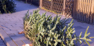 Wintereinbruch in Detmold: Weihnachtsbaumsammlung teilweise verschoben