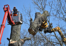 Detmold: Silberahorn am Standesamt muss gefällt werden