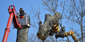 Detmold: Silberahorn am Standesamt muss gefällt werden