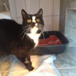 Tierheim Detmold: Katze Lissy hat viel durchlebt