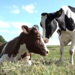 Massentierhaltung in Lippe: Tierschutzverein fordert artgerechte Haltung und Empathie