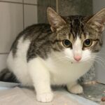 Tierheim Detmold: Katzen-Freunde Leyla und Andreas wollen zusammenbleiben