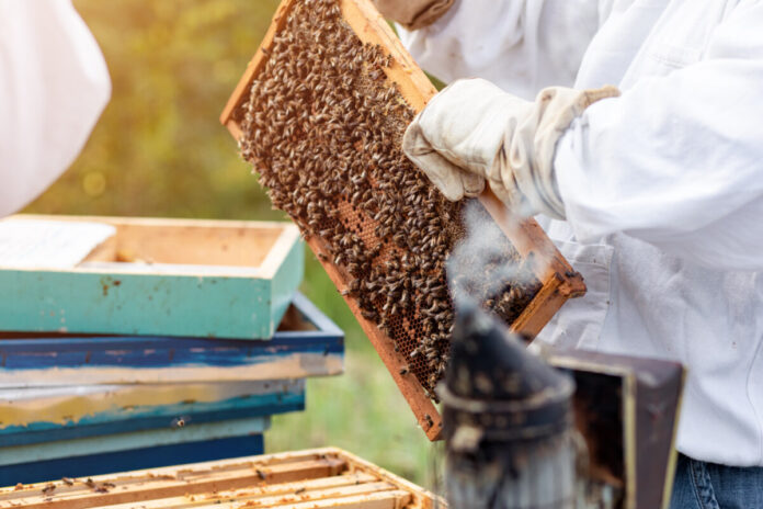 Beekeeper is working with bees and beehives on the apiary.