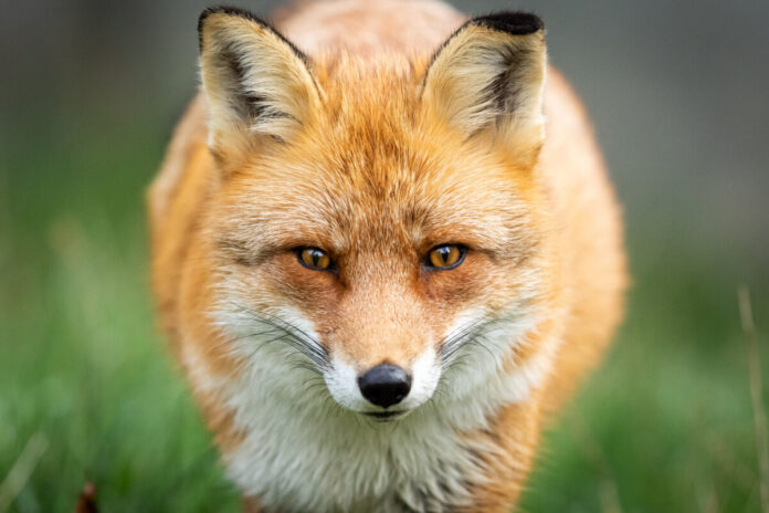 Portrait of a Red fox in the forest during the autumn