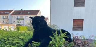 Raubtier-Alarm in Lage: Polizei „fängt“ schwarzen Panther