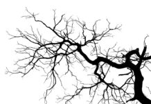 Stadt Bad Salzuflen warnt: Grünastbruch durch extreme Trockenheit