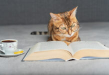 Detmold-Pivitsheide: Bücherflohmarkt von Katzen in Not e. V.
