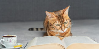 Detmold-Pivitsheide: Bücherflohmarkt von Katzen in Not e. V.
