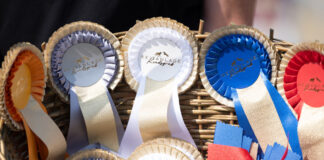 Fest für Pferdefreunde: Alle Infos zu den Lipperreiher Reitertagen 2025