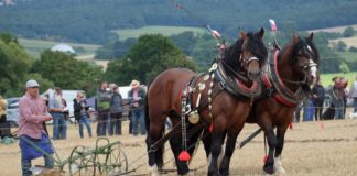Geballte Pferdepower: „PferdeStark“ 2025 begeistert Zehntausende