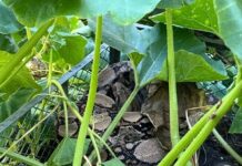 Herford: Frau findet Würgeschlange auf Komposthaufen