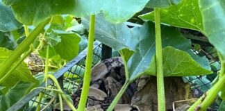 Herford: Frau findet Würgeschlange auf Komposthaufen