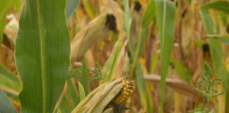 Acker hautnah: Impuls-Feldtage in Klüt