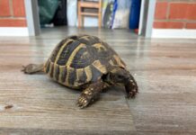 Tierheim Detmold: Schildkröte Cleo wurde nirgends vermisst