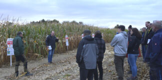 Detmold-Klüt: Treffen auf dem Maisacker