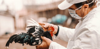 Schutz vor Geflügelpest: Das sollten Halter jetzt wissen