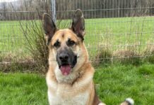 Tierheim Bad Salzuflen: Buddy braucht Spezialisten