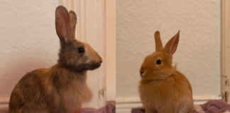 Tierheim Detmold: Vier ausgesetzte Zwergkaninchen gefunden