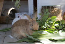 Tierheim Bad Salzuflen: Kaninchen Nougat ist ein Riese