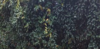 Nachhaltiges Sammelprojekt in Detmold: Altes Speiseöl wird zu Biodiesel