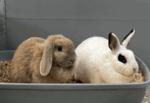 Tierheim Detmold: Zwergkaninchen Hanni und Löffel sind ein Dream-Team