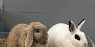 Tierheim Detmold: Zwergkaninchen Hanni und Löffel sind ein Dream-Team