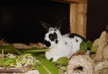 Tierheim Bad Salzuflen: Kaninchen Munchie sucht neue Besitzer