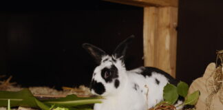 Tierheim Bad Salzuflen: Kaninchen Munchie sucht neue Besitzer