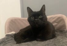 Tierheim Detmold: Kater Rudolf