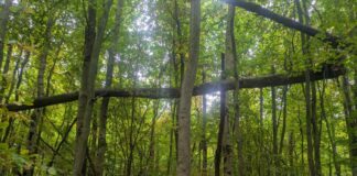 Horn-Bad Meinberg: Verkehrssicherungsarbeiten im Wald