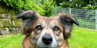 Tierheim Detmold: Hündin Kira sucht erfahrene Halter in ruhigem Zuhause