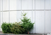 Wohin mit dem Weihnachtsbaum?