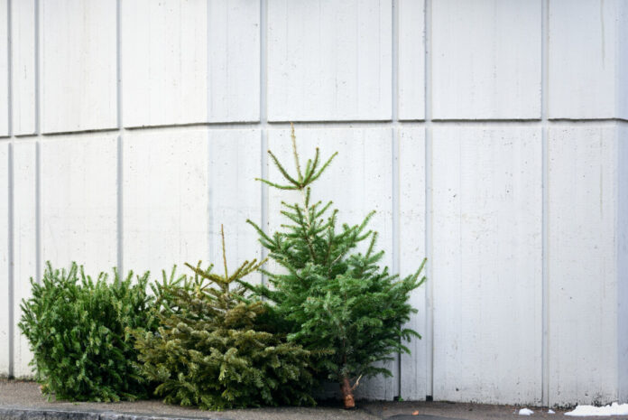 In winter, after Christmas, there are three used and old Christmas trees on the street, leaning against a concrete wall that forms a background for text.