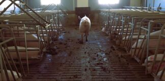 Tag der Tierrechte: „Frieden beginnt auf dem Teller“