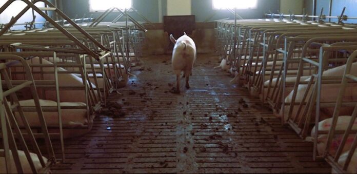 Schweine in der Massentierhaltung - Würde und Wohlbefinden sehen anders aus Foto M.Lindner 1