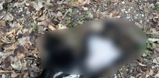 Landkreis Holzminden: Tote Hündin auf Wanderparkplatz entdeckt