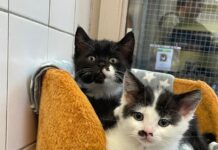 Nach tödlichem Unfall der Mama: Tierheim Bad Salzuflen rettet zwei winzige Katzenbabys