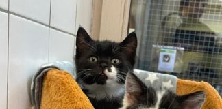 Nach tödlichem Unfall der Mama: Tierheim Bad Salzuflen rettet zwei winzige Katzenbabys