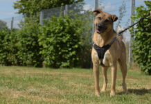 Schäferhund-Mischling Ares sucht ein Zuhause: Vom rumänischen Shelter ins Tierheim Bad Salzuflen