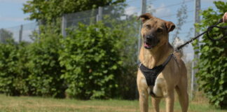 Schäferhund-Mischling Ares sucht ein Zuhause: Vom rumänischen Shelter ins Tierheim Bad Salzuflen