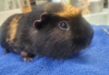 Nach schlechter Haltung: Meerschweinchen Max und Maxi warten in Bad Salzuflen auf Neuanfang