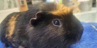 Nach schlechter Haltung: Meerschweinchen Max und Maxi warten in Bad Salzuflen auf Neuanfang