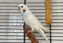 Kleiner Vogel, großes Herz: Wer gibt Piranha ein letztes Glück