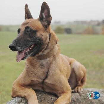 Den Drogenhändlern auf der Spur – Kripo gelingt Fischzug in ganz Lippe